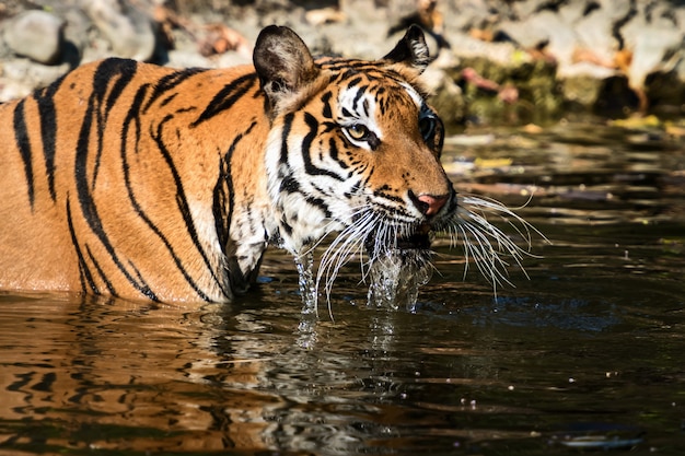 Photos of tiger naturally.