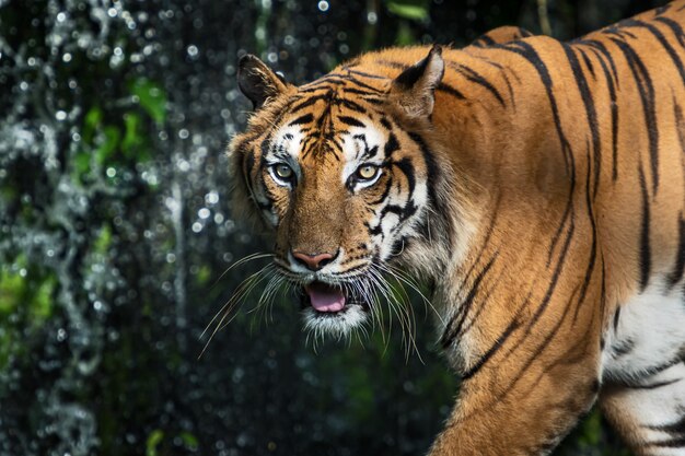 Photos of tiger naturally.