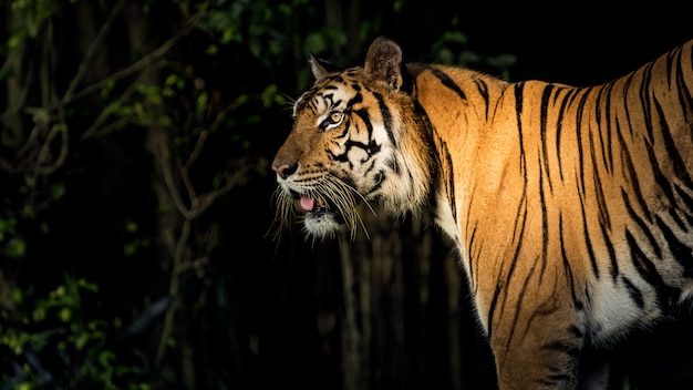 Photos of tiger naturally.