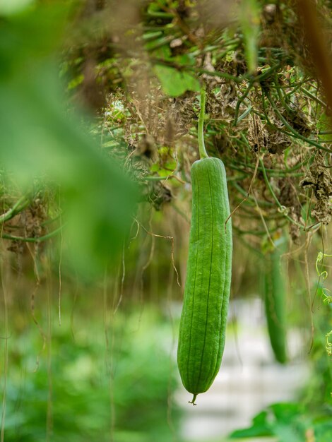 Photos of zucchini gardener lifestyle in thailand