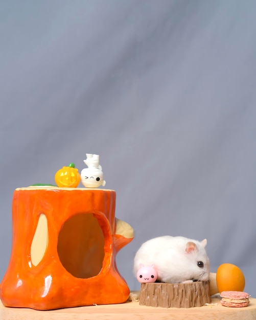 Студийная фотосессия хомячка с оранжевым домиком на сером фоне