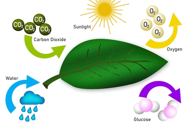 Photosynthesis equation diagram with symbols