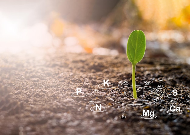 photosynthesisPlant NutrientsMicronutrientsMacronutrients