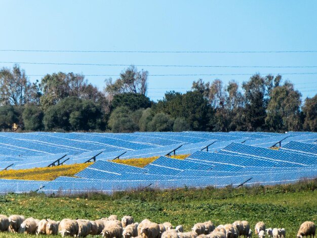 羊の牧草地の近くの太陽光発電パネル