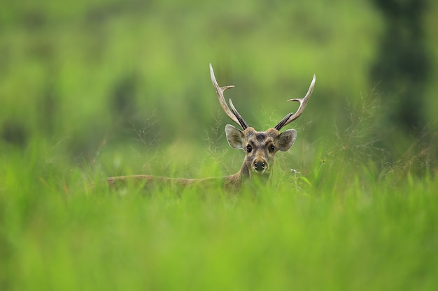 Phu khieo wildlife sanctuary chaiyaphum provincia thailandia