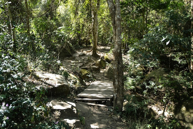 Phu Kradueng 국립 공원 Loei 지방 태국 숲에서 나무 길 산책