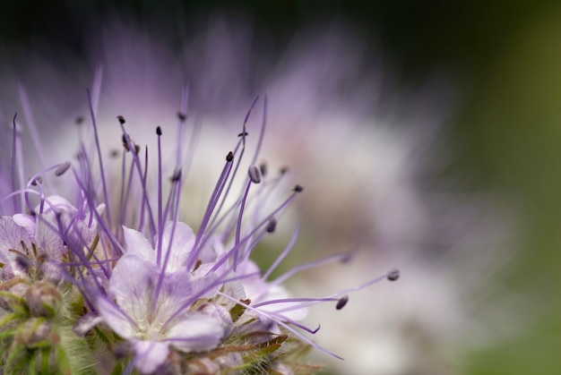 Phyletische phacelia bloem close-up.