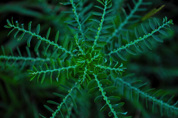 Phyllanthus niruri