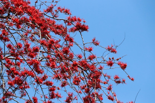 Foto phyllocarpus septentrionalis donn sui fiori rossi sui precedenti del cielo blu