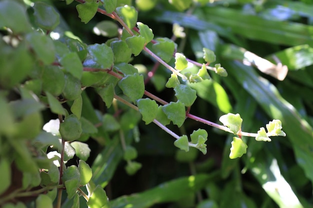 Phyllodium elegans are planted in beautiful hanging pots