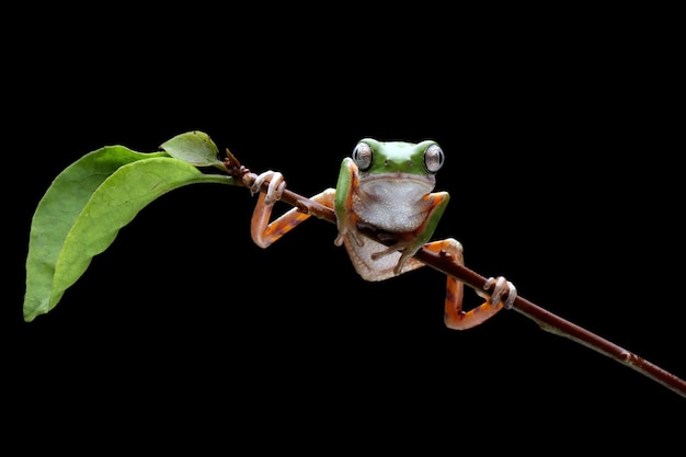 Photo phyllomedusa hypochondrialis climbing on branch