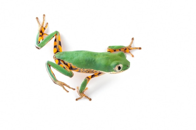 フィロメドゥーサ・ヒポコンドリアリス (Phyllomedusa hypochondrialis) は白い背景のクローズアップ写真