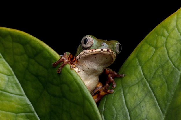 Phyllomedusa hypochondrialis klimmen op groene bladeren