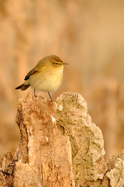 Phylloscopus collybita - 일반적인 모기장은 Phylloscopidae 계통의 passerine 새의 종입니다.