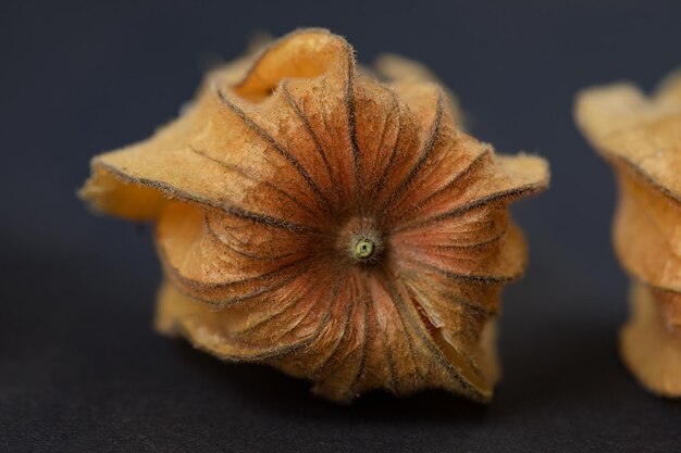 Photo physalis on the background