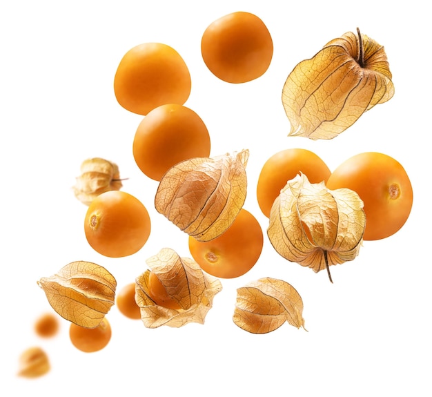 Le bacche di physalis levitano su uno sfondo bianco