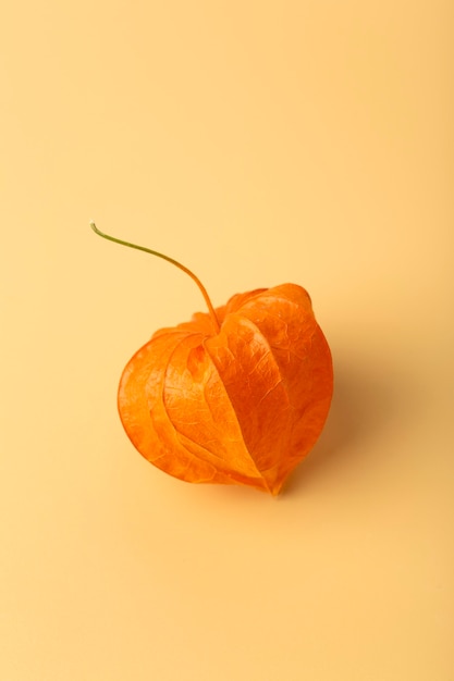 Physalis bloem