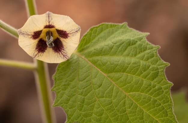 Physalis bloesem met kleine gele bloem mooi