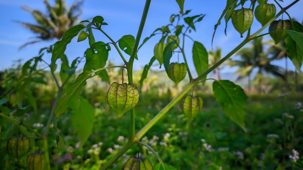 Physalis or Ceplukan fruit plants