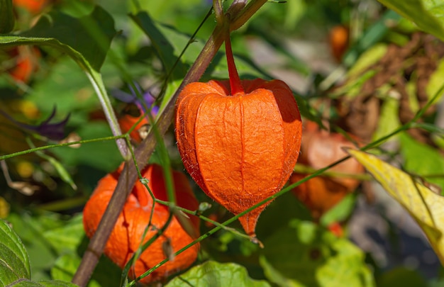 Physalis or Chinese Lantern plant in early autumn garden