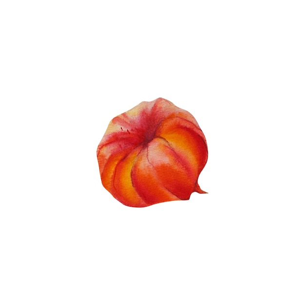 Physalis physalis의 꽃 가을 꽃 겨울 체리 케이프 구스베리 수채화 그림