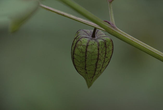 Physalis 과일