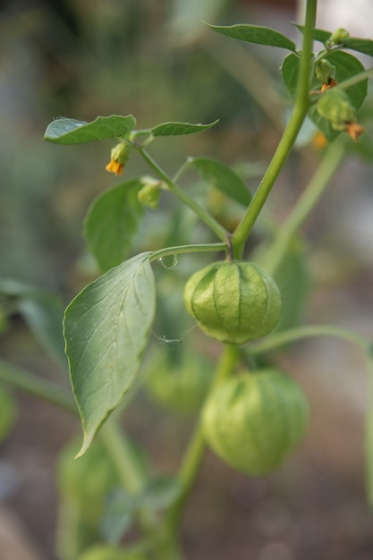 Physalis groeit van dichtbij in de tuin