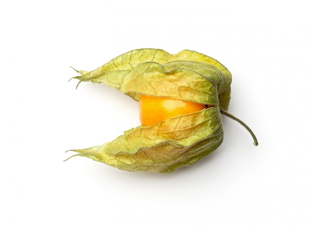 Physalis isolated on white. Top view