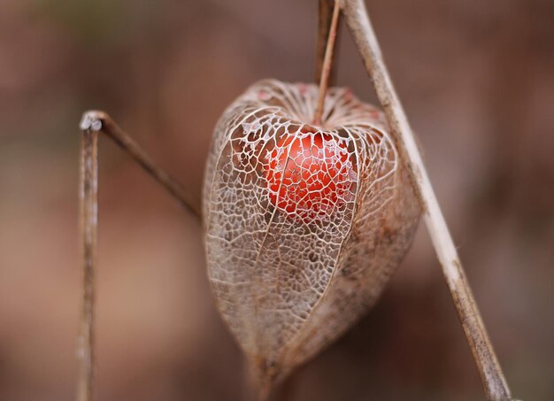 Foto physalis kaap kruisbessen winter natuur vruchten