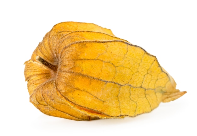 Physalis in leaves on a white background