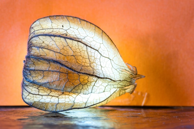 Physalis lit Fruit shines through the peel Vitamin C rich fruit Structures