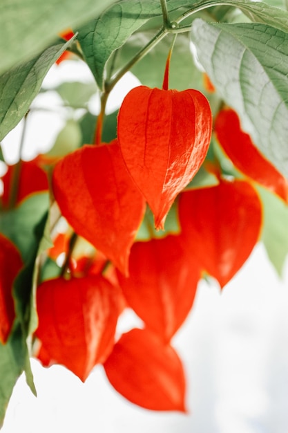 Physalis of rode cape kruisbes