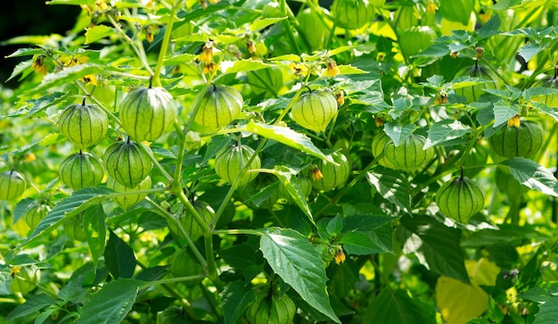 Physalis 식물 케이프 구스베리그라운드 체리 정원 자연 배경에 있는 식물에 있는 Physalis 과일