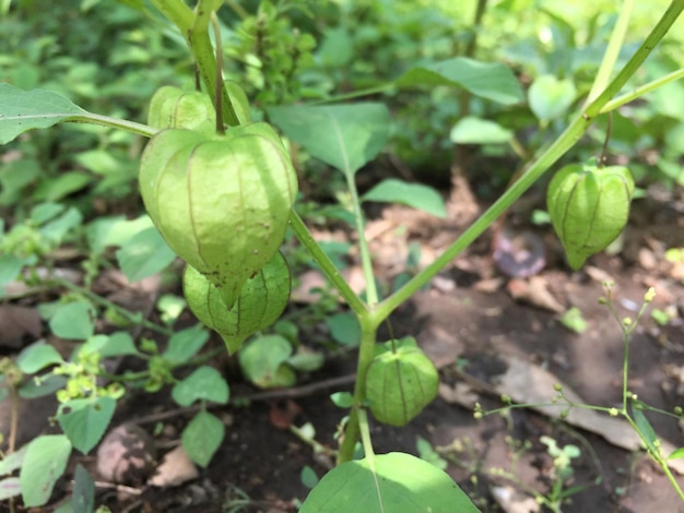 Physalis planten die in de tuin groeien, die nog rauw zijn