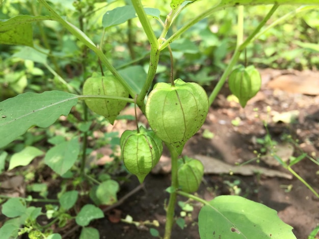 마당에서 자라는 Physalis 식물, 아직 원시