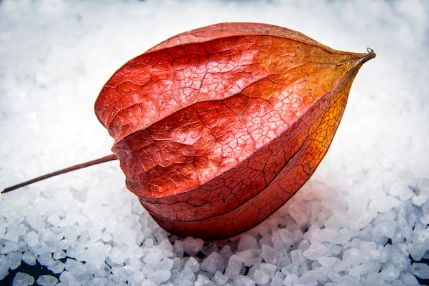 Photo physalis in the snow. chinese lantern (physalis alkekengi) fruit with the red husk.