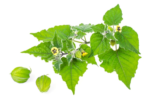 Physalis tak met groene bladeren en onrijpe vruchten