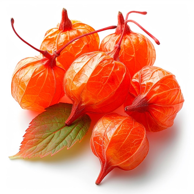 Physalis on a white isolated background AI generated image