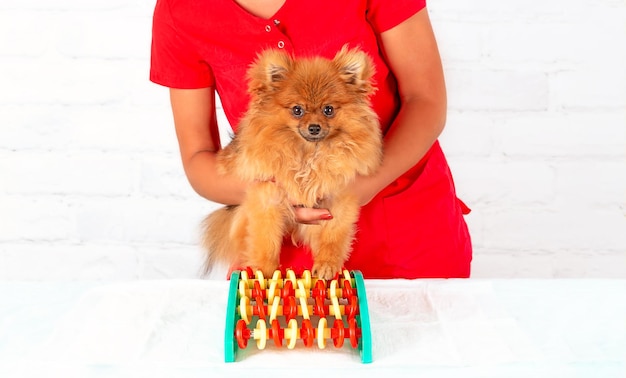Physical education of dogs. Pomeranian spitz for treatment in a veterinary clinic.