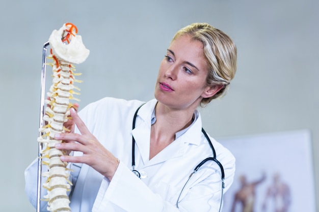 脊椎モデルを調べる理学療法士