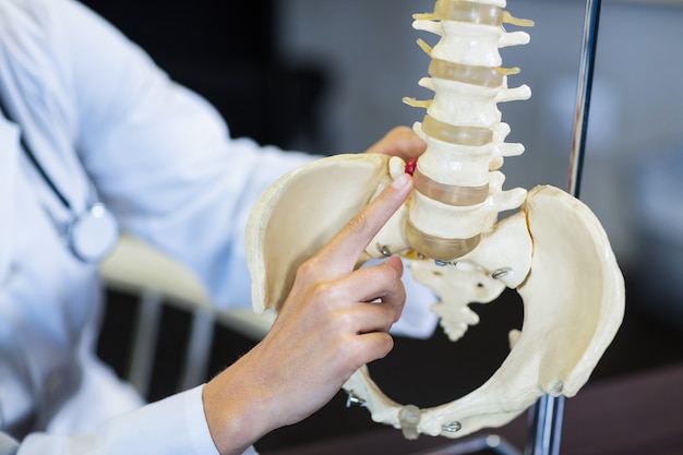 Photo physiotherapist holding a spine model