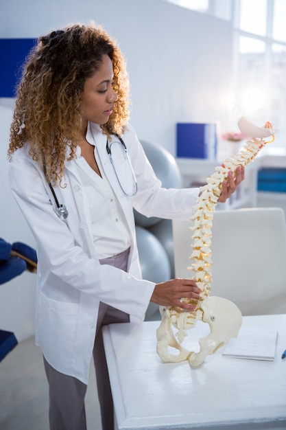 Photo physiotherapist looking at spine model