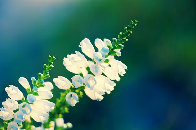 Physostegia virginiana flowers