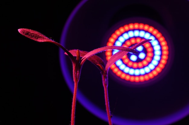 Phytolamp illuminates small sprouts in a pot. close-up.