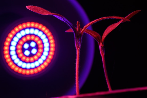 Phytolamp illuminates small sprouts in a pot. close-up.