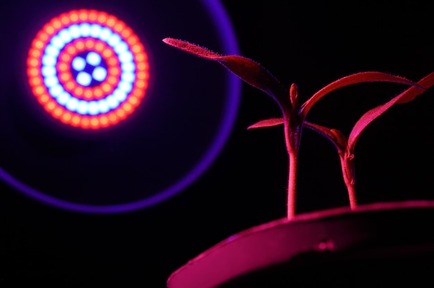 Phytolamp verlicht kleine spruiten in een pot. detailopname.