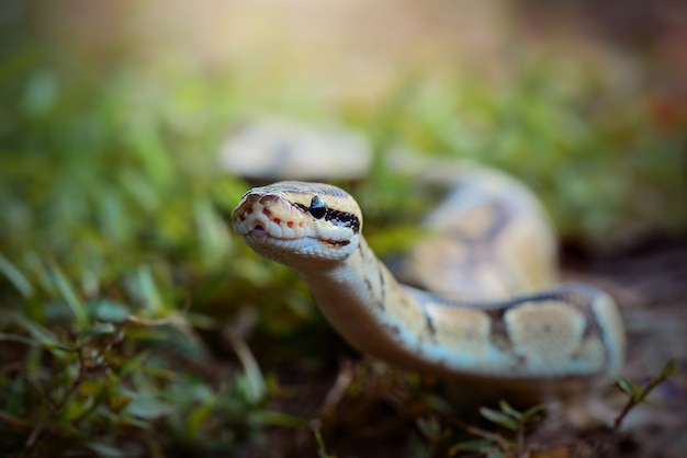 Phyton  snake in tropical forest