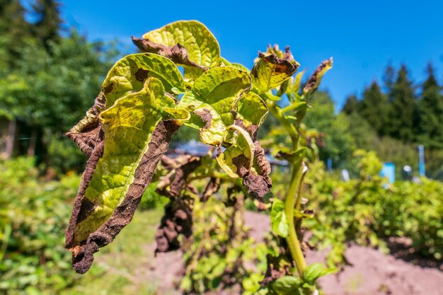 사진 phytophthora 질병이 있는 감자 잎은 가까운 거리에서