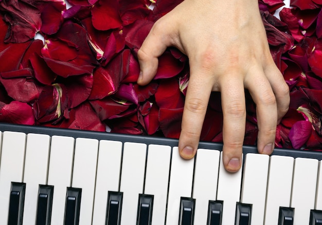 Рука пианиста на лепестках цветка красной розы играет романтическую серенаду
