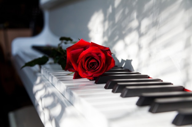 Pianotoetsenbord en roodroze bloem